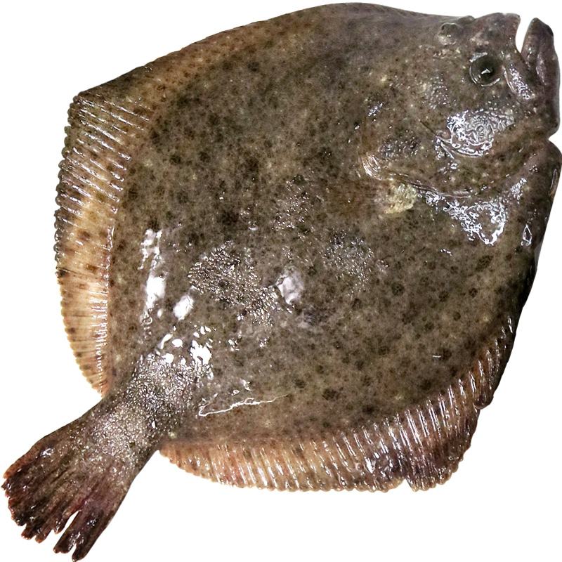 鲜活多宝鱼海鱼1.7-2斤左右/条【默认宰杀】