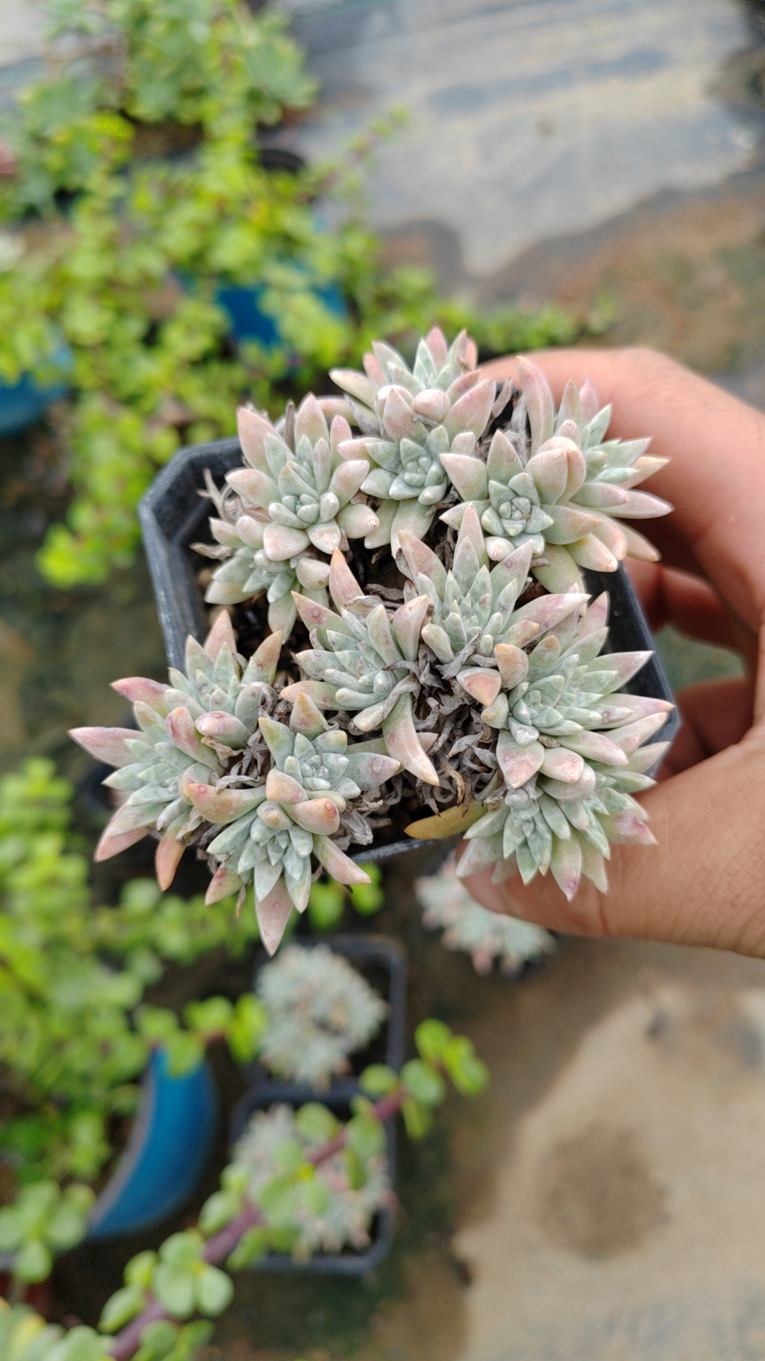 潮流植物，多肉植物白菊老庄曾经的天花板