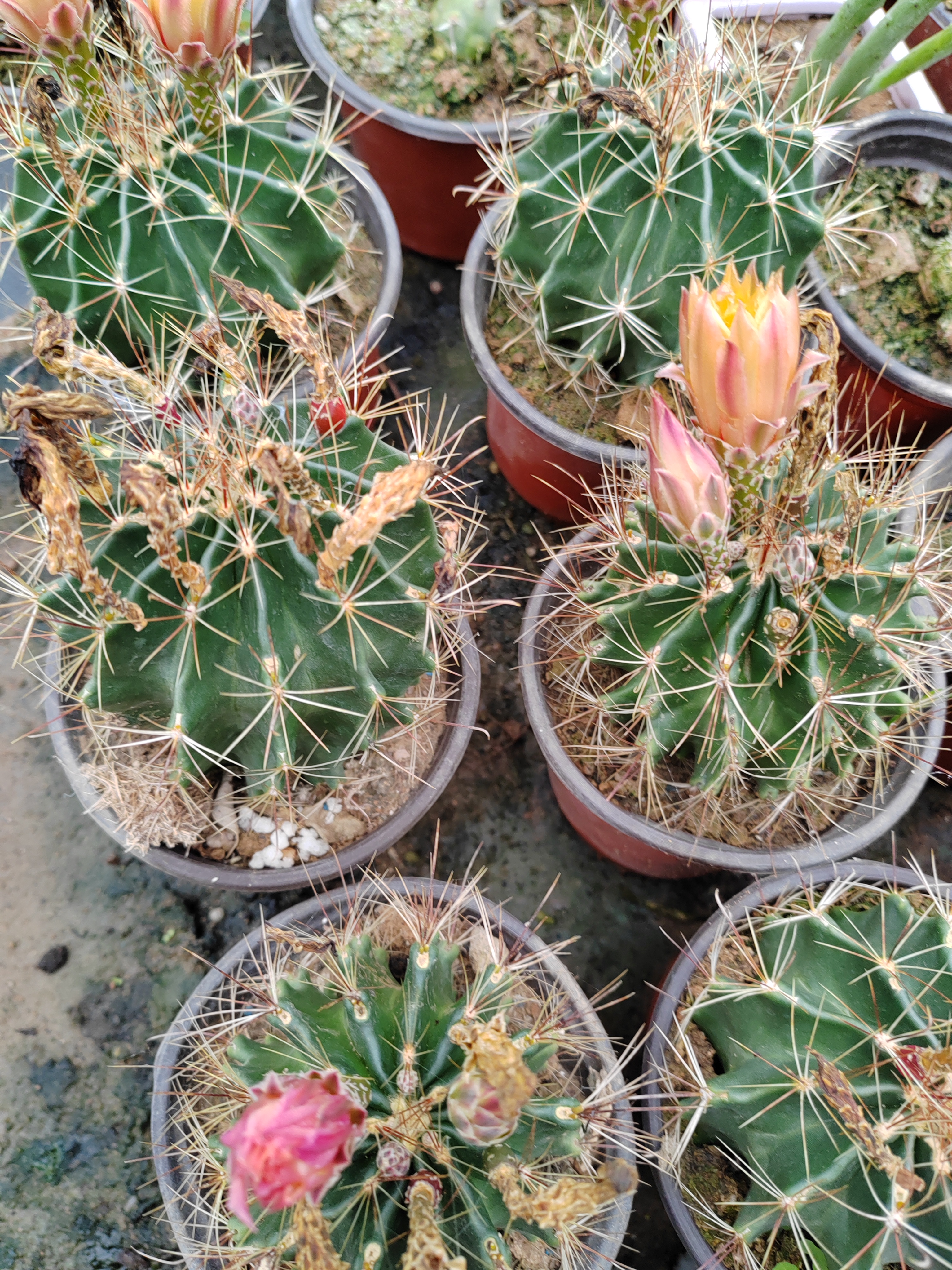 潮流植物强刺仙人球龙王