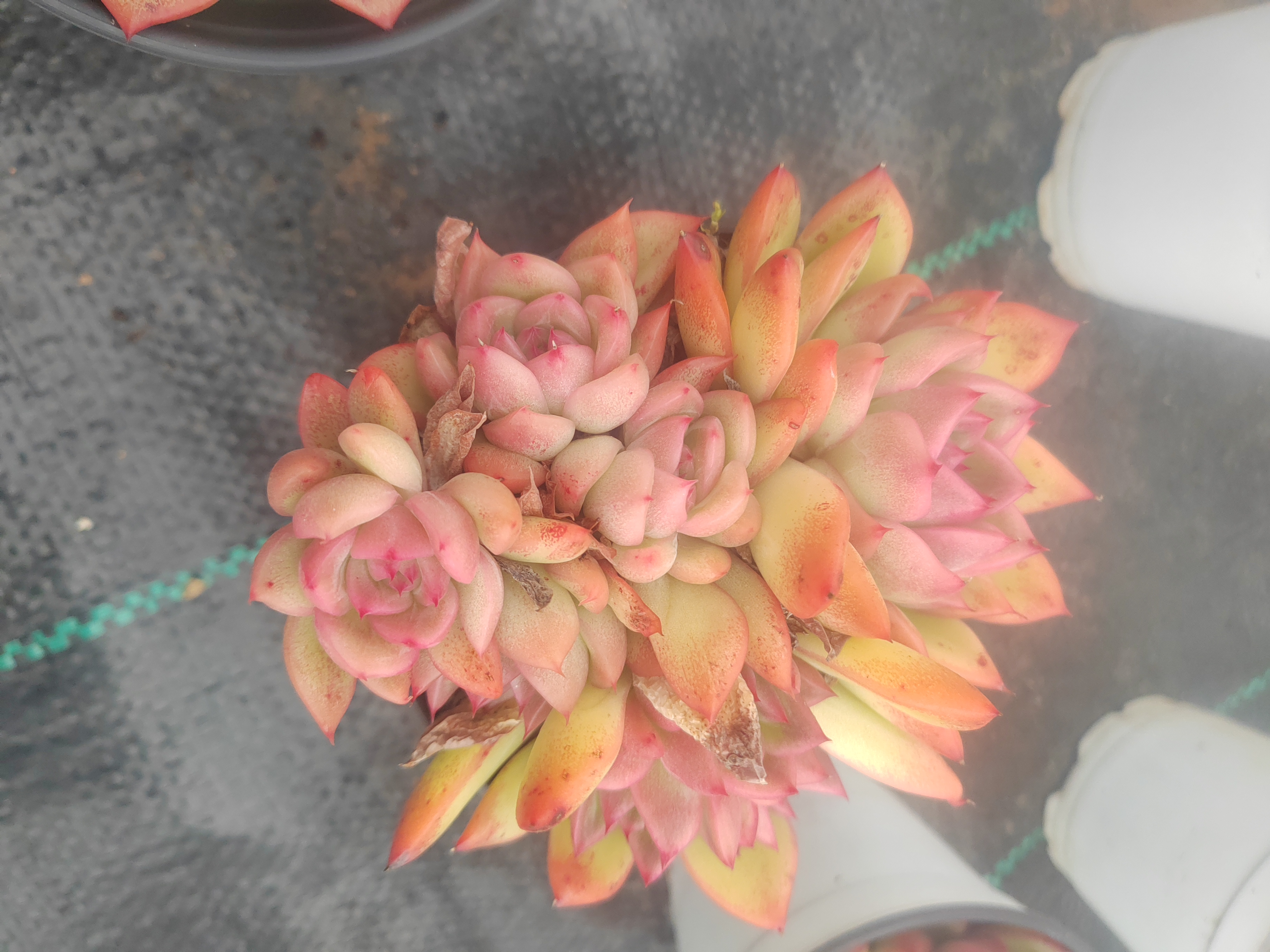 多肉植物安娜大群