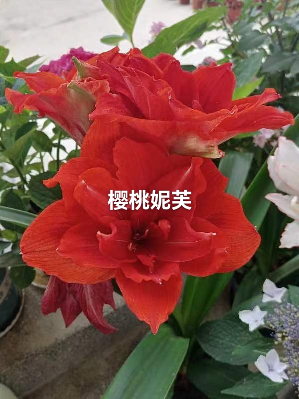 朱顶红小苗一组六颗