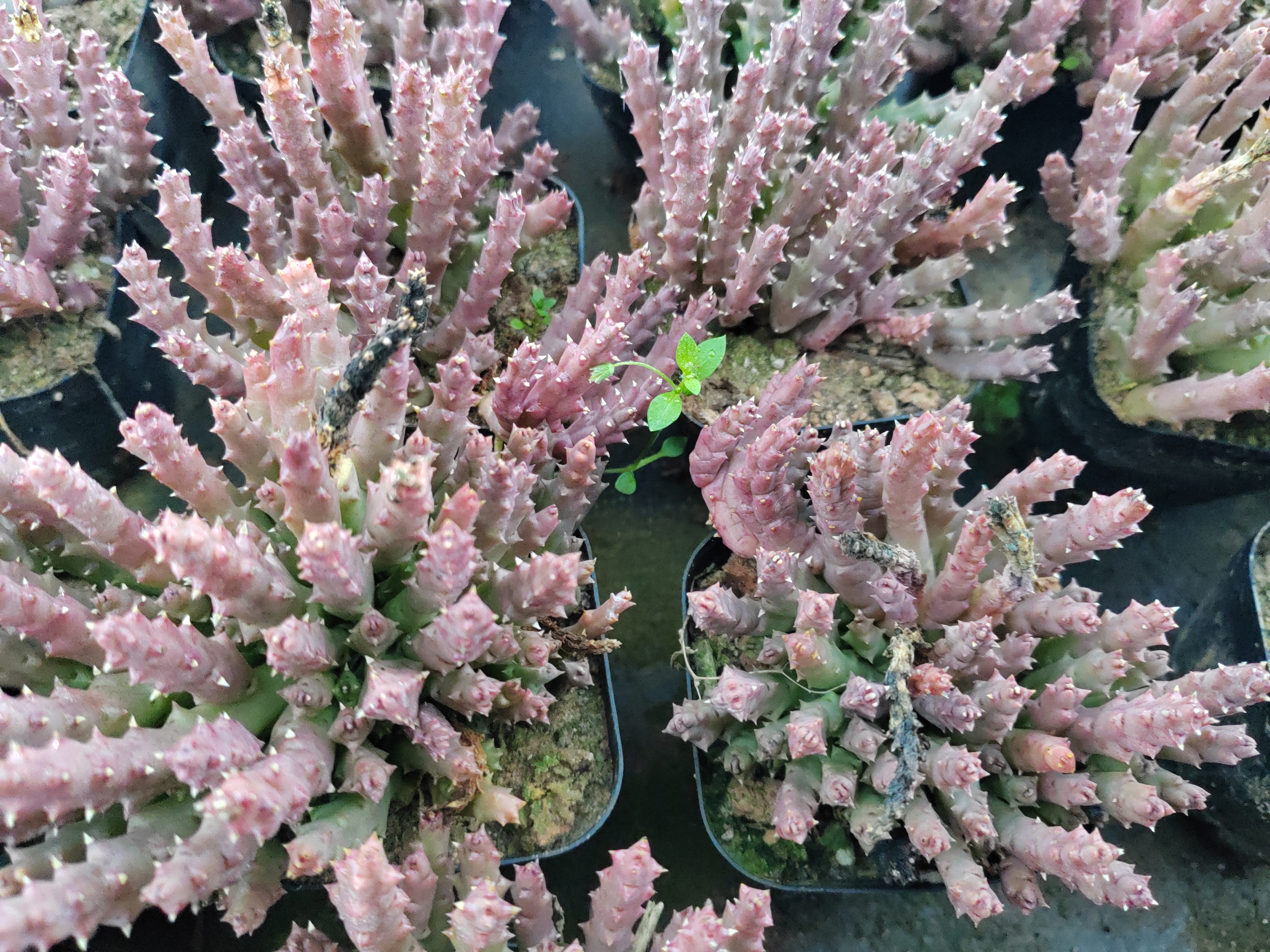 多肉植物犄角龙很神奇的多肉植物