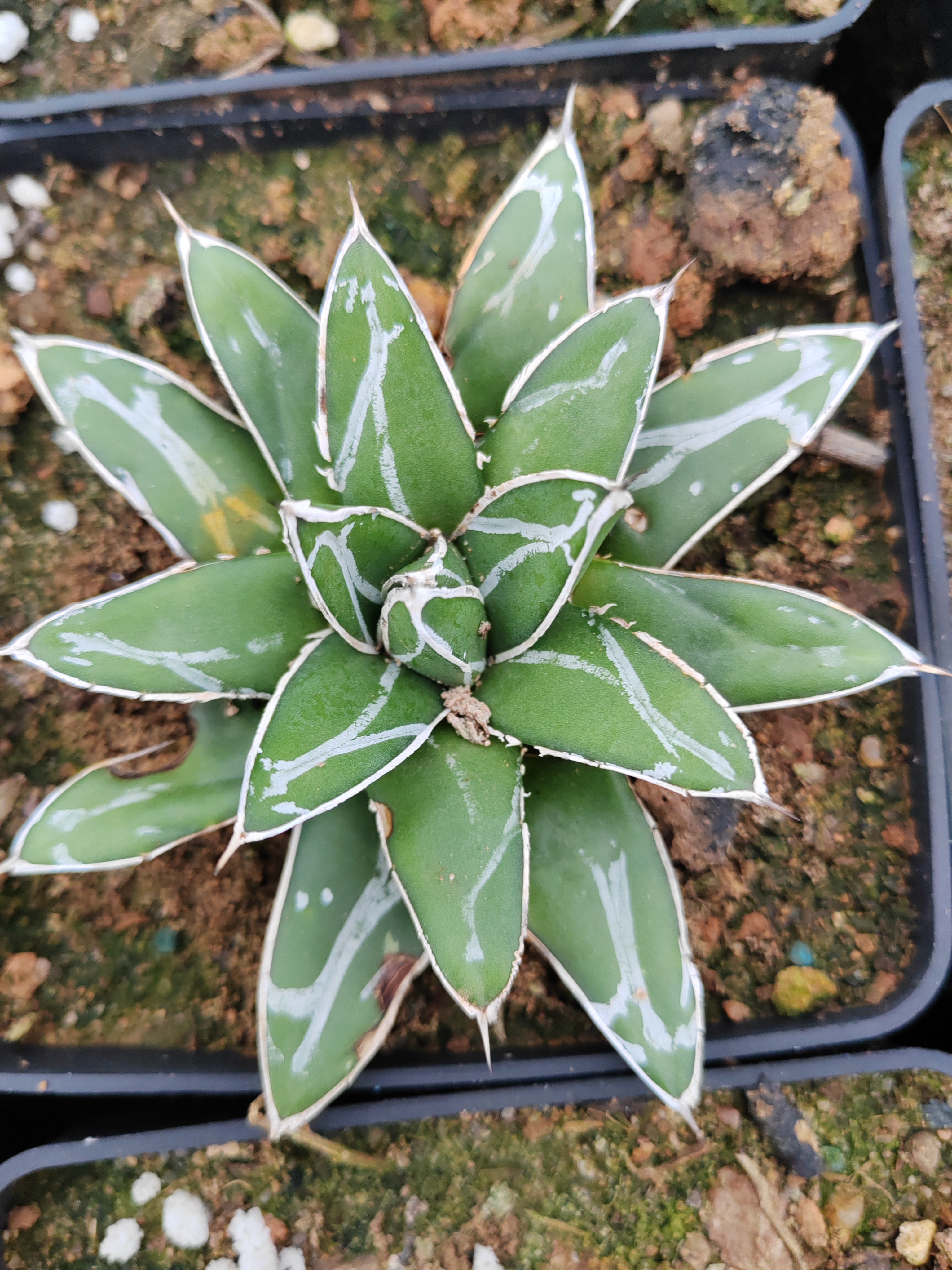 潮流植物龙舌兰多肉盆栽多肉笹之雪一盆收货地址龙舌兰植物