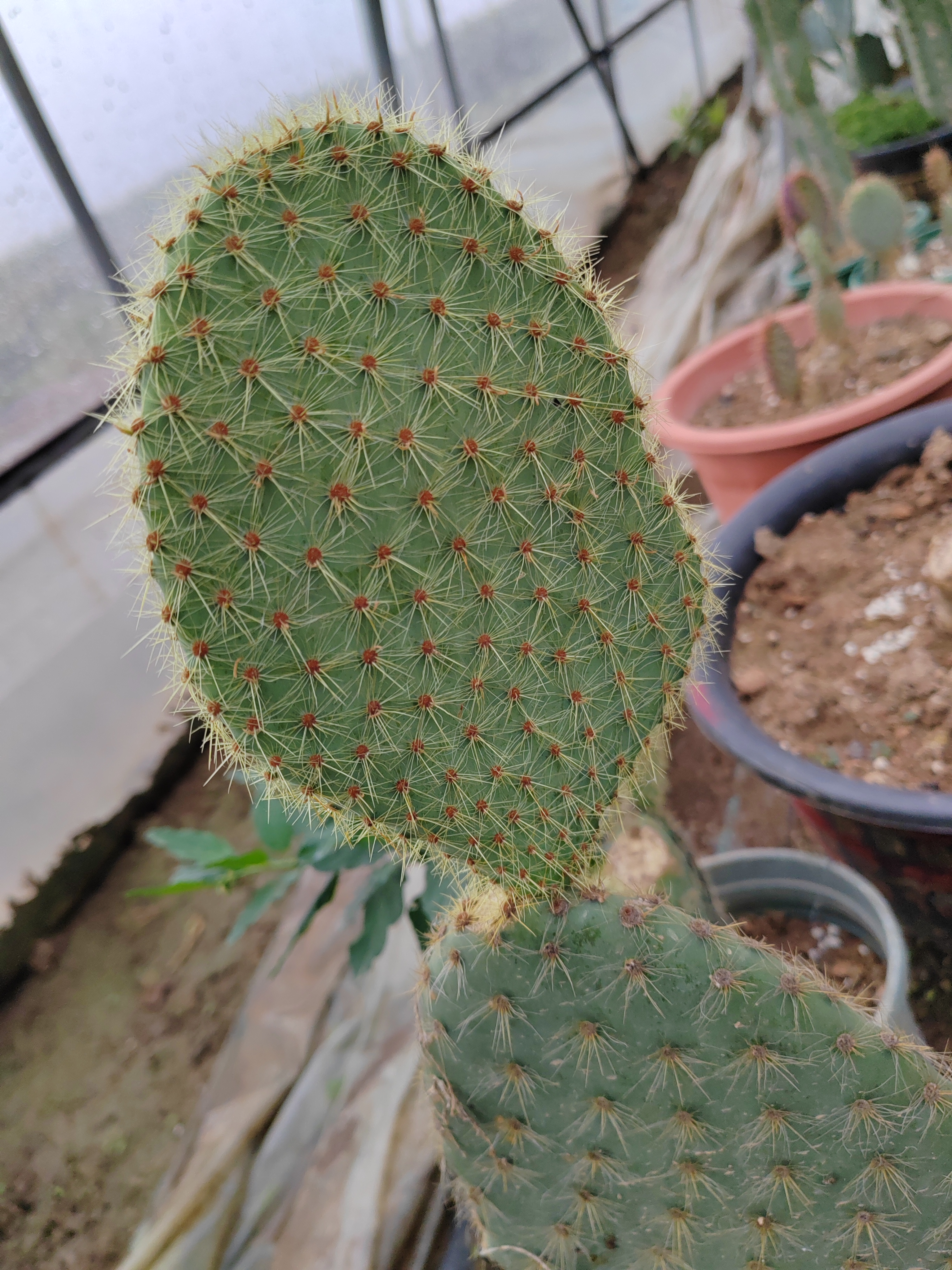 潮流植物仙人掌金毛团扇叶片