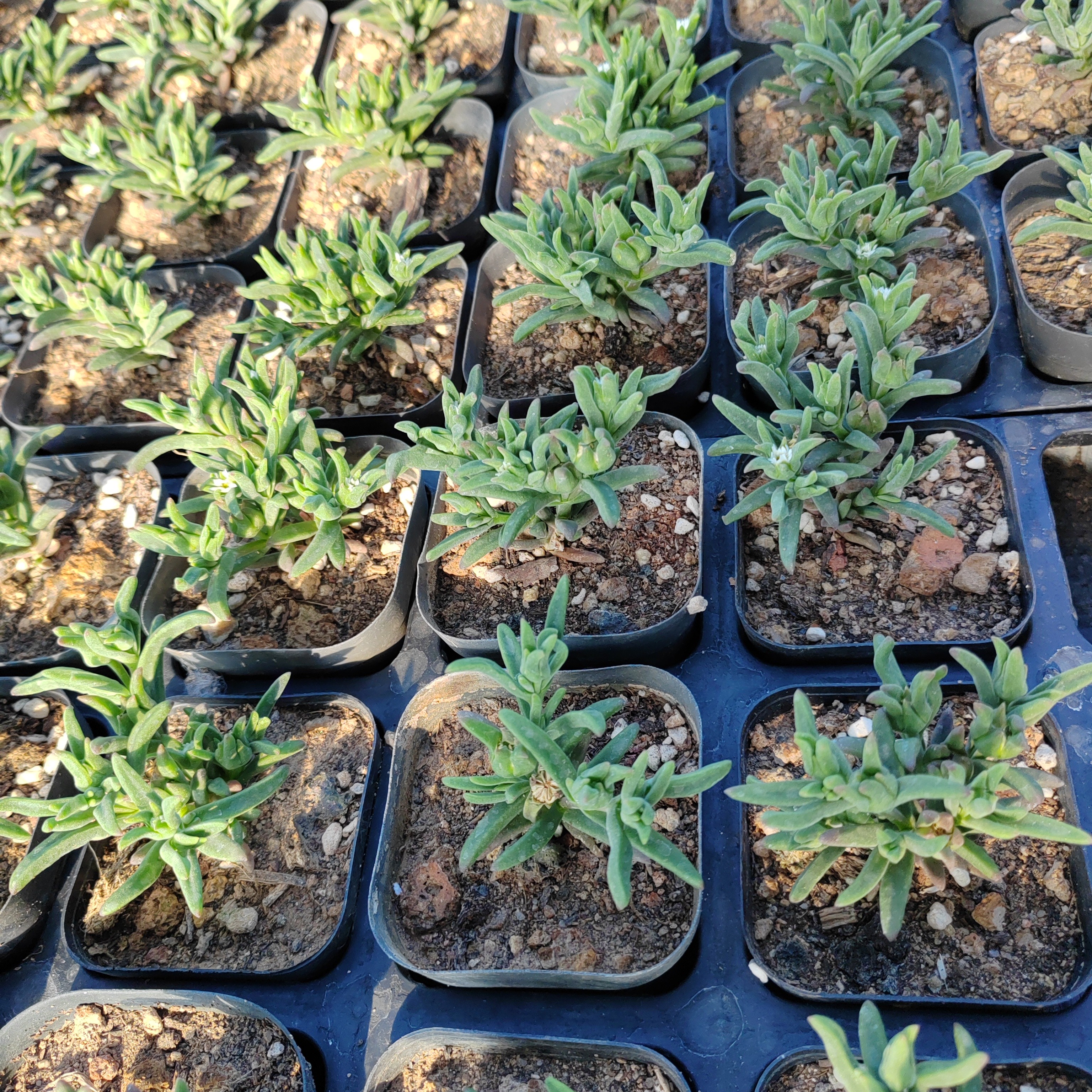 多肉植物冰花块跟潮流植物