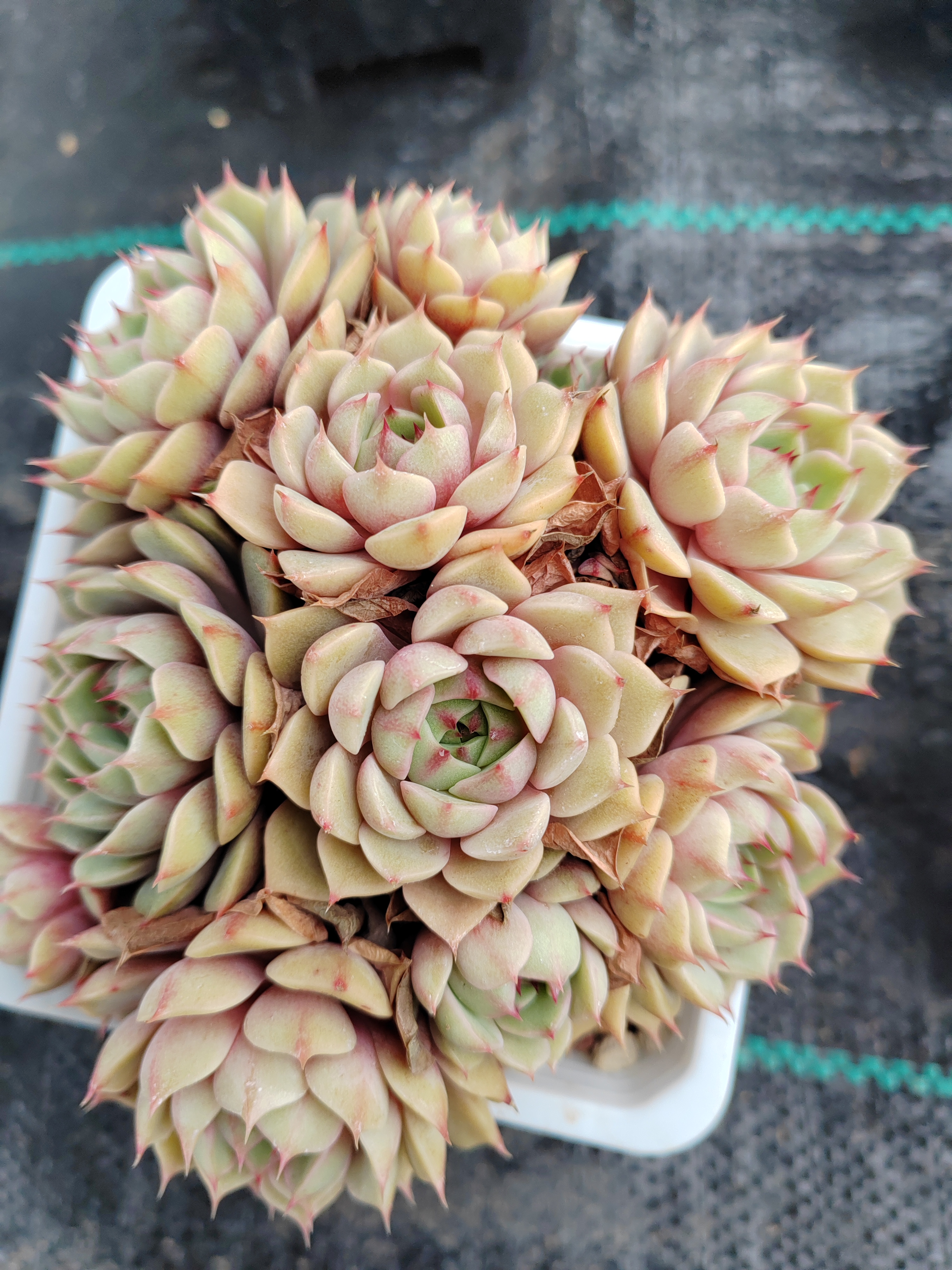 多肉植物苯芭蒂斯大群老庄