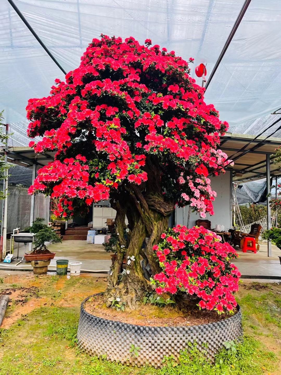 （一物一拍）杜鹃花好养易活老桩别墅庭院盆栽地景