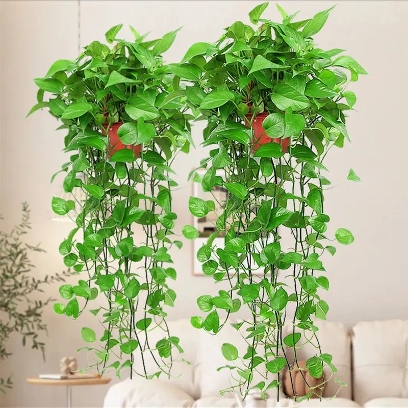 【长藤绿萝，送货上门】2盆到手36.8室内植物除甲醛