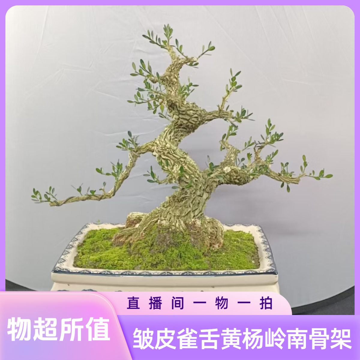 【一物一拍】绿植盆栽小叶皱皮雀舌黄杨盆景室内外绿植盆栽室内老桩