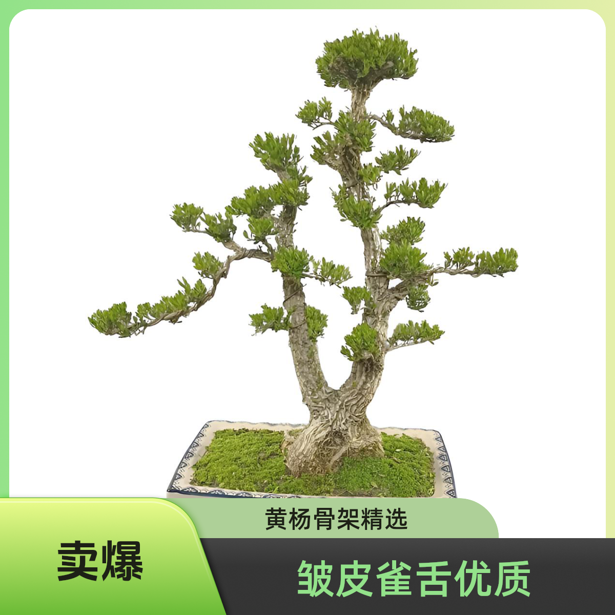 （一物一拍）广东皱皮雀舌盆景游龙黄杨树老桩绿植小叶绿植黄杨盆景