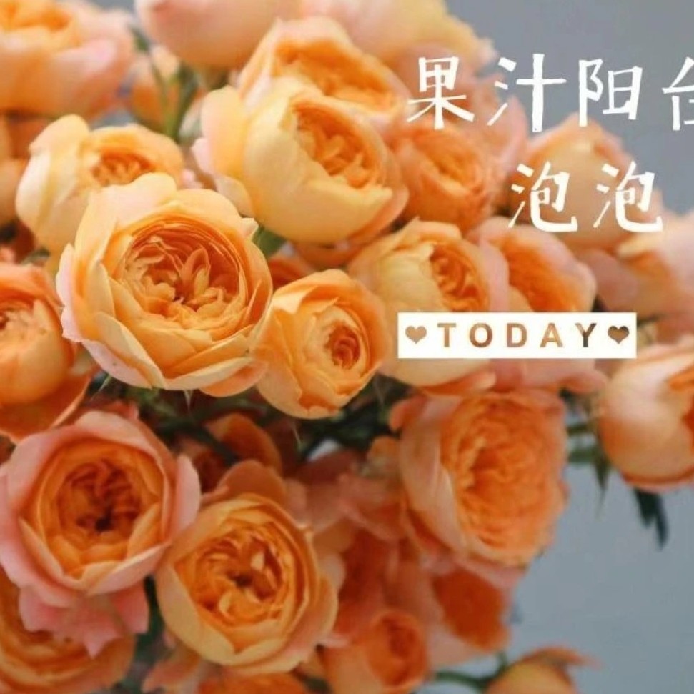 【果汁阳台】橙色阳台庭院四季开花抗病性强好养护花卉绿植月季盆栽