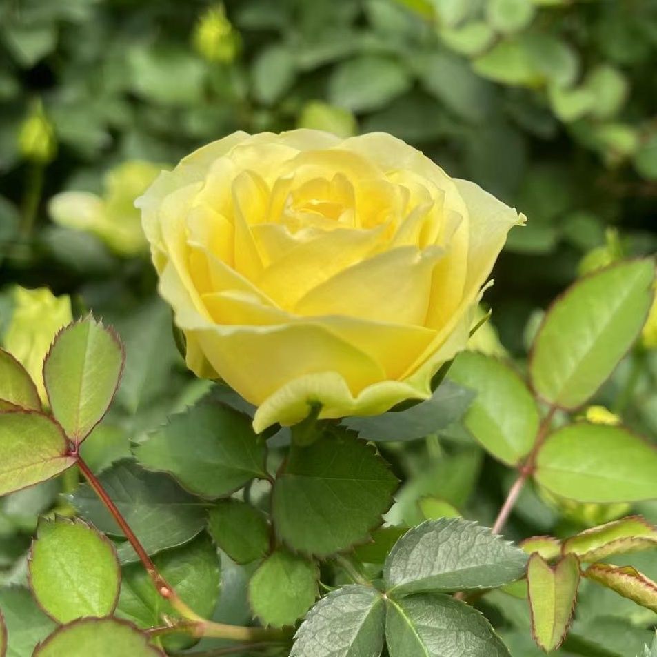 【绿芙美人】黄色阳台庭院好养护抗病性强花卉绿植月季盆栽