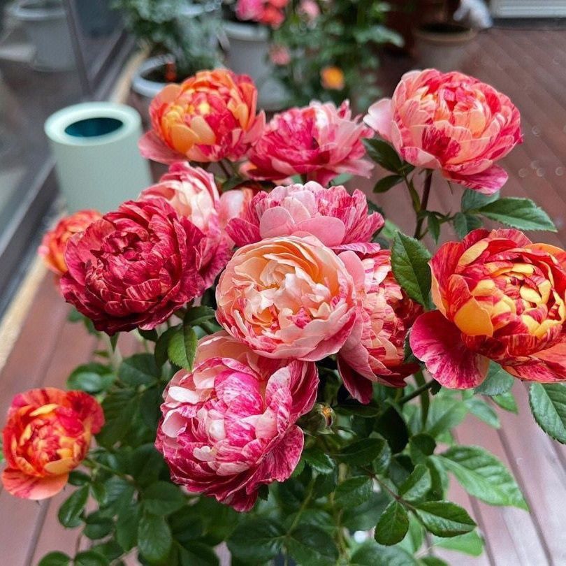 【果汁飞溅】阳台庭院好养护抗病性强花卉绿植月季盆栽