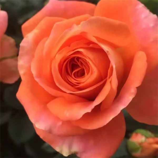 【金牛座独颗】阳台庭院好养护抗病性强花卉绿植月季盆栽