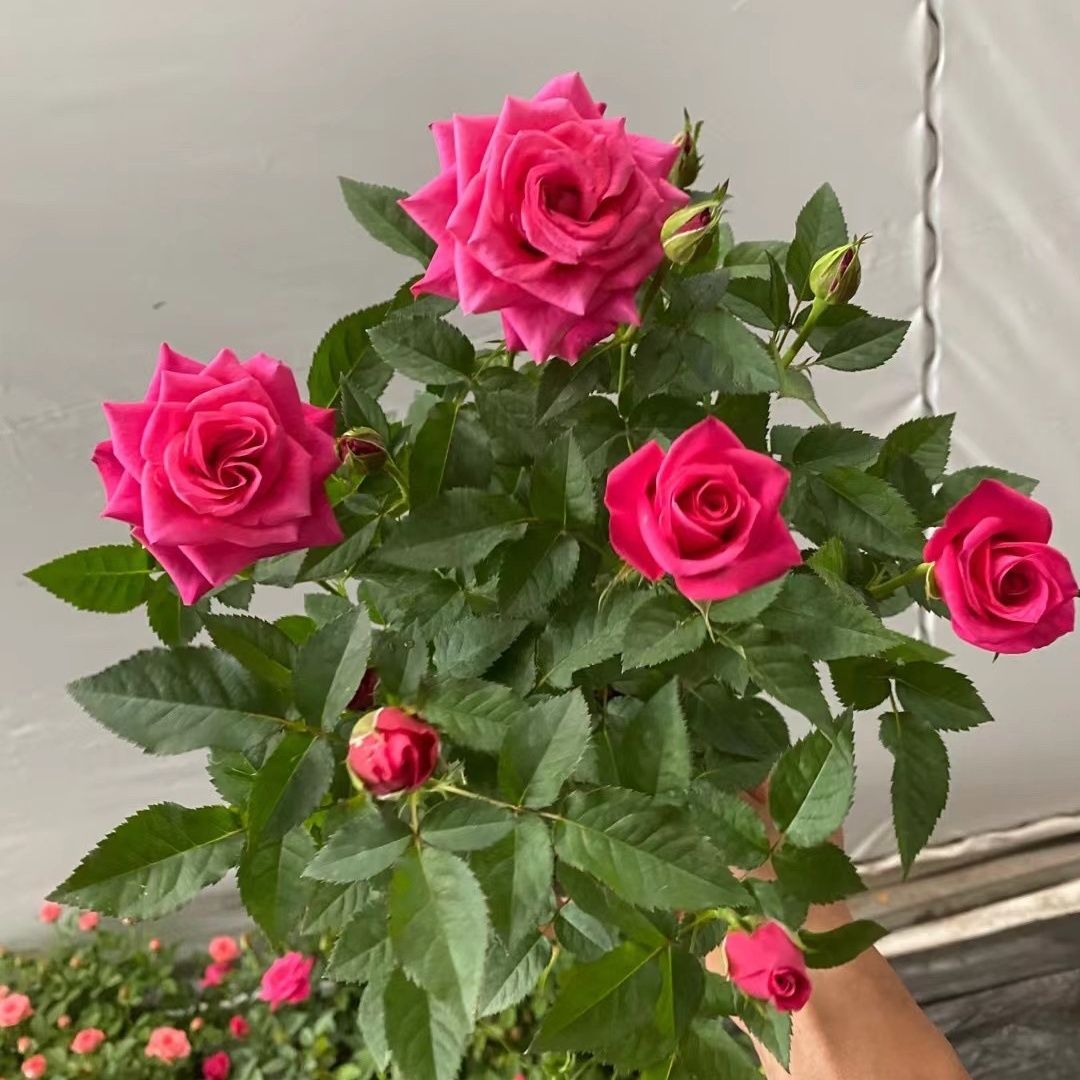 【香奈儿】玫瑰花型阳台庭院好养护四季开花花卉绿植盆栽地栽
