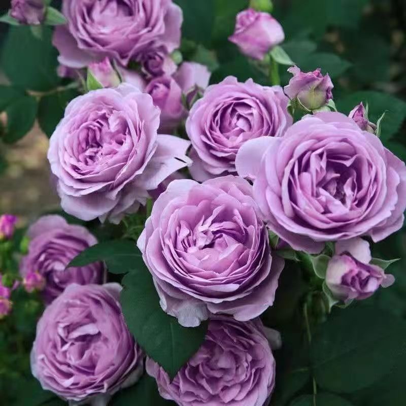 【蓝色风暴】浓香阳台庭院四季开花抗病性强好养护花卉绿植月季盆栽