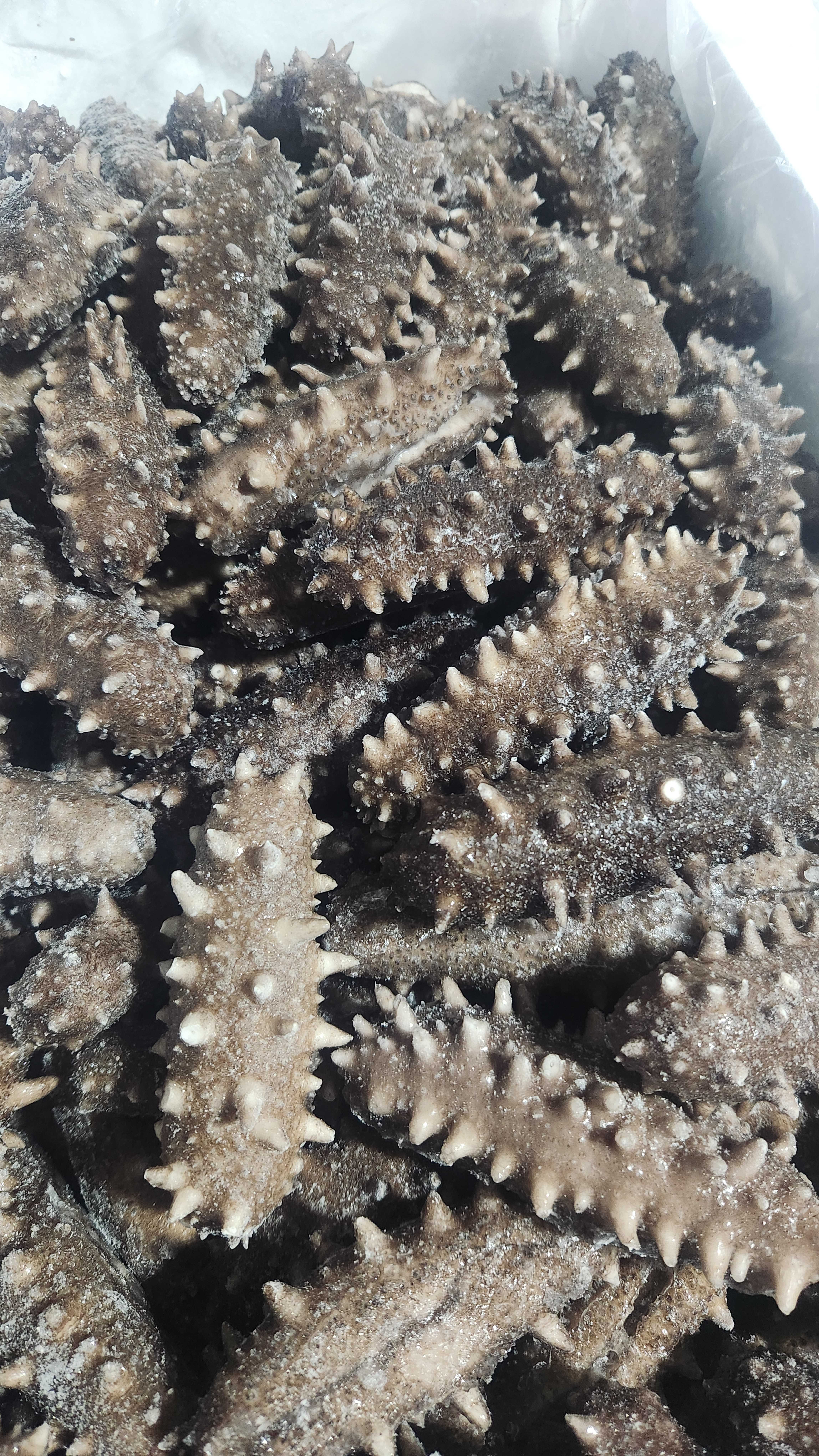 大连辽参即食海参