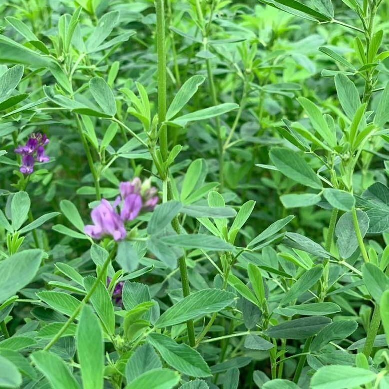 苜蓿草紫花苜蓿草饲料幼兔兔子草龙猫草荷猪草牧草兔粮苜宿草