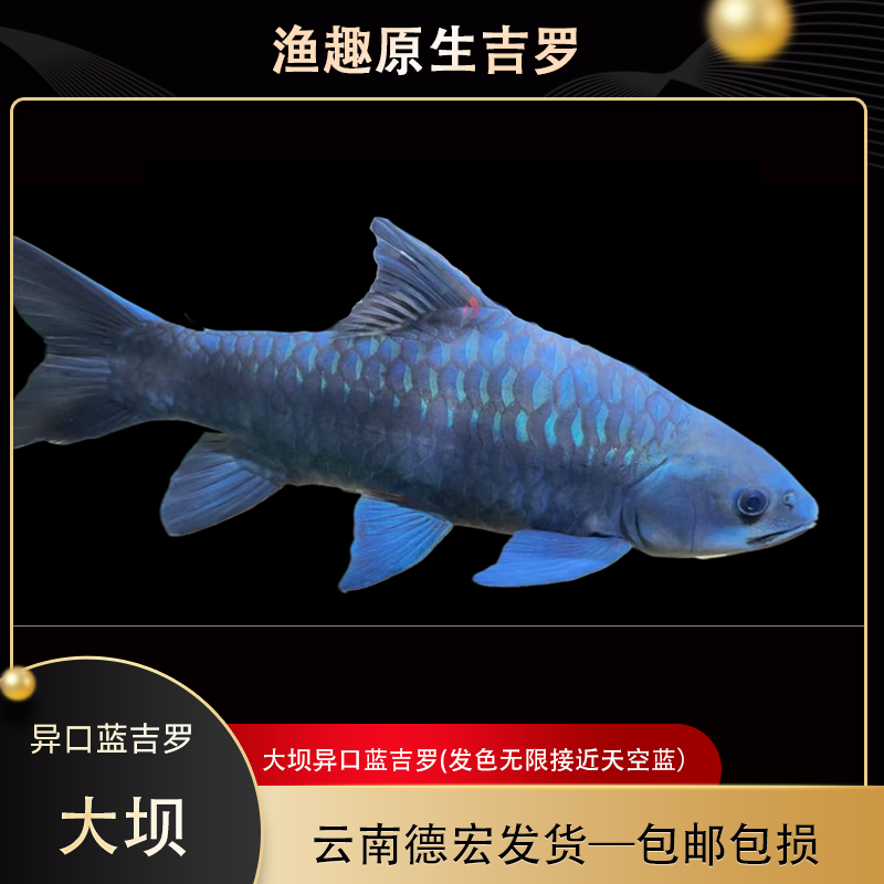 大坝异口蓝吉罗天花板包坝蓝吉罗原产地发货中国观赏鱼