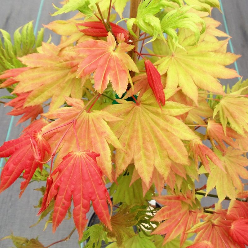 团扇系列三剑客月升品种枫盆景春夏秋三季赏叶