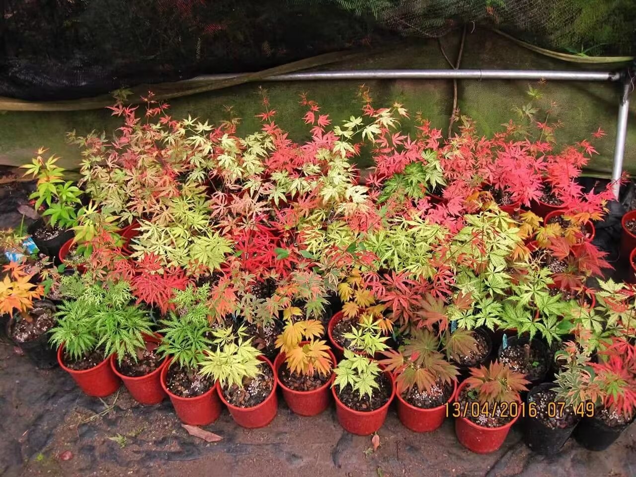 一物一拍高端品种枫系列