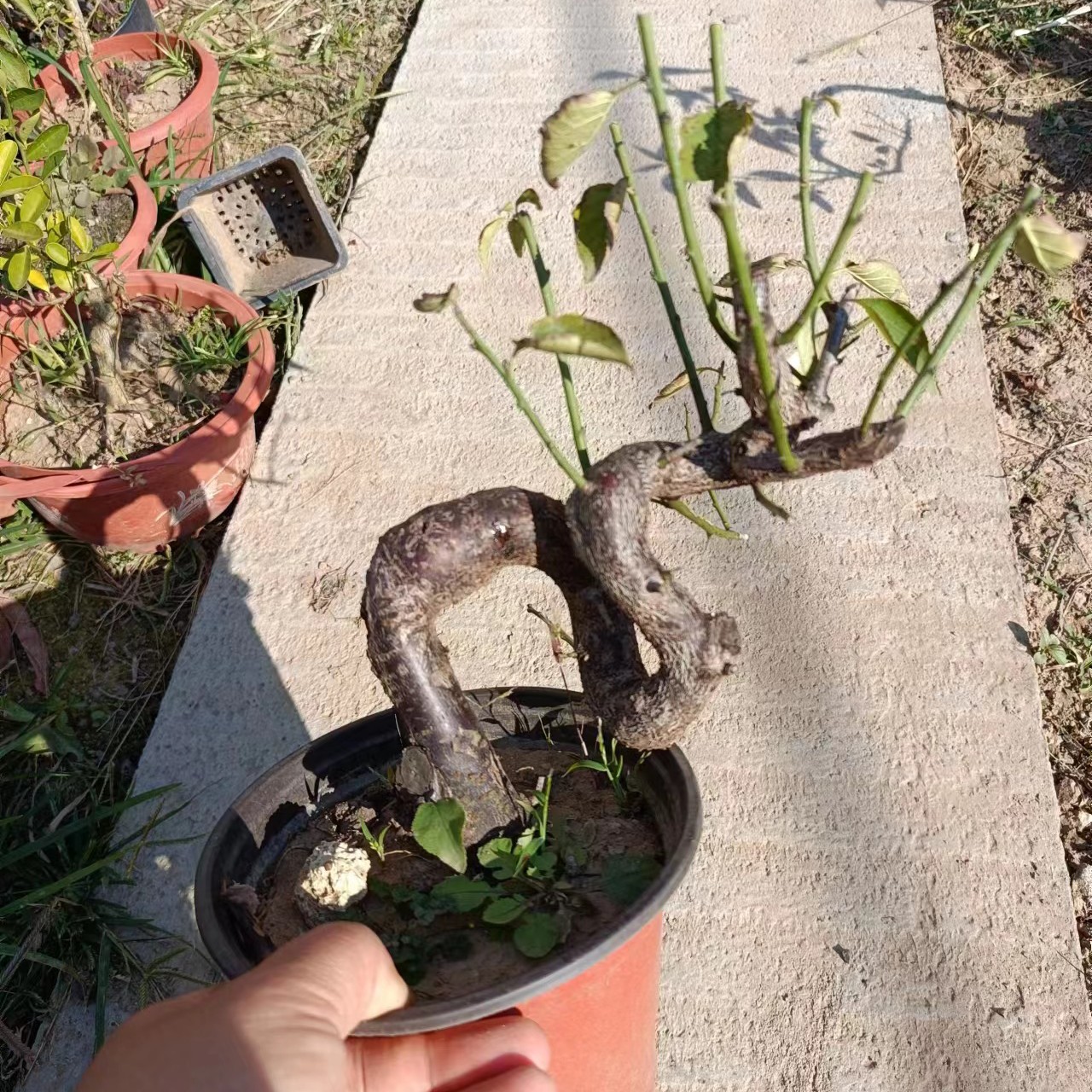 红梅小盆景   原生骨里红红梅   童子功树杆弯曲造型 