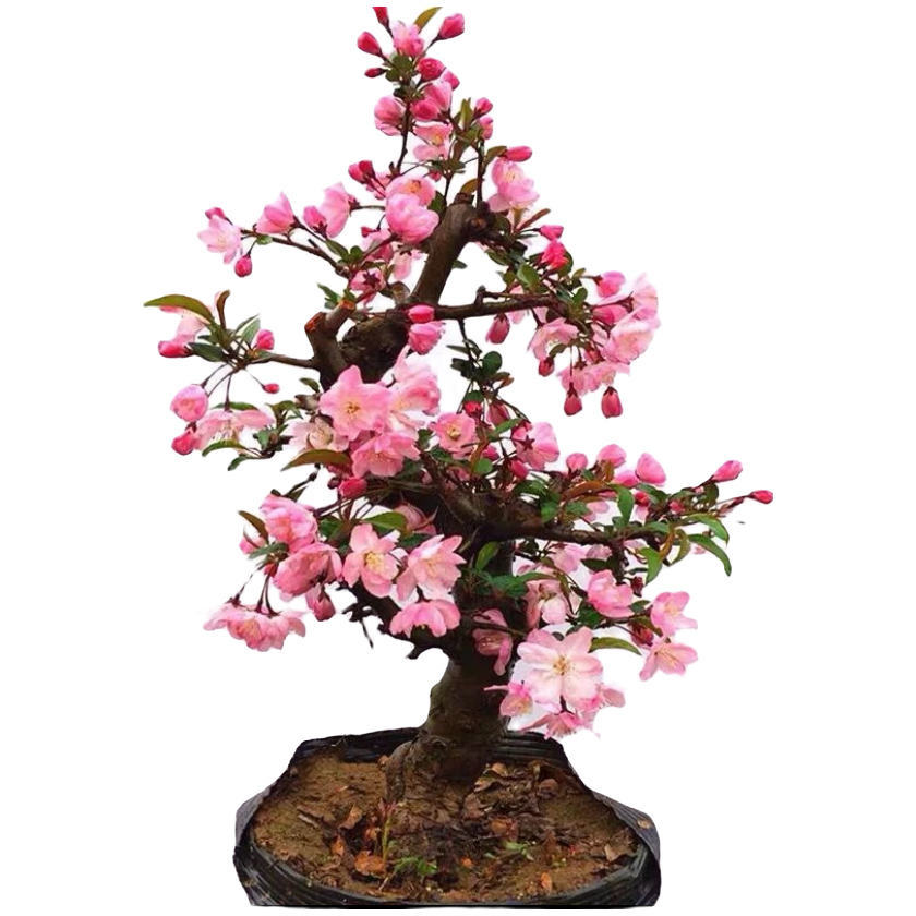 海棠盆景冬红果贵人果夏季室内精品养护栽培耐寒冬季发货小苗