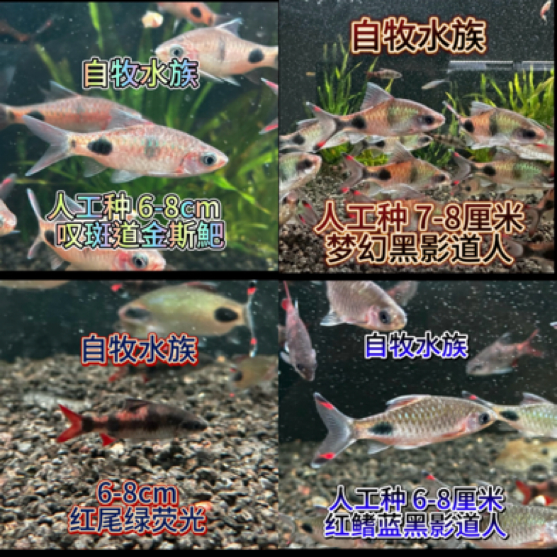 【双十一购物狂欢节】道金斯䰾观赏鱼新手大礼包