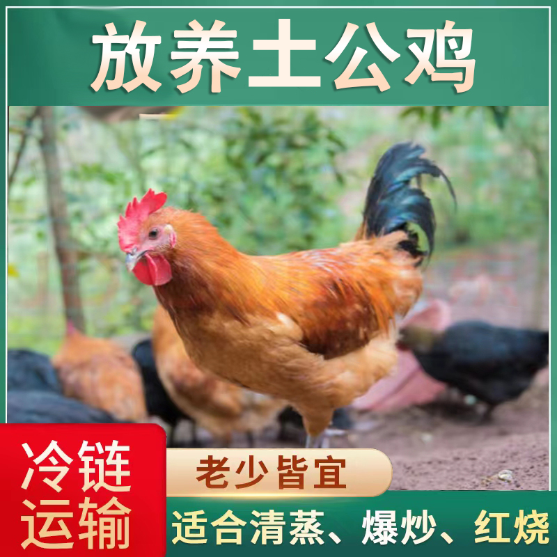 【小斌家】 发四只 农家散养土鸡一只毛重三斤多 净重两斤多