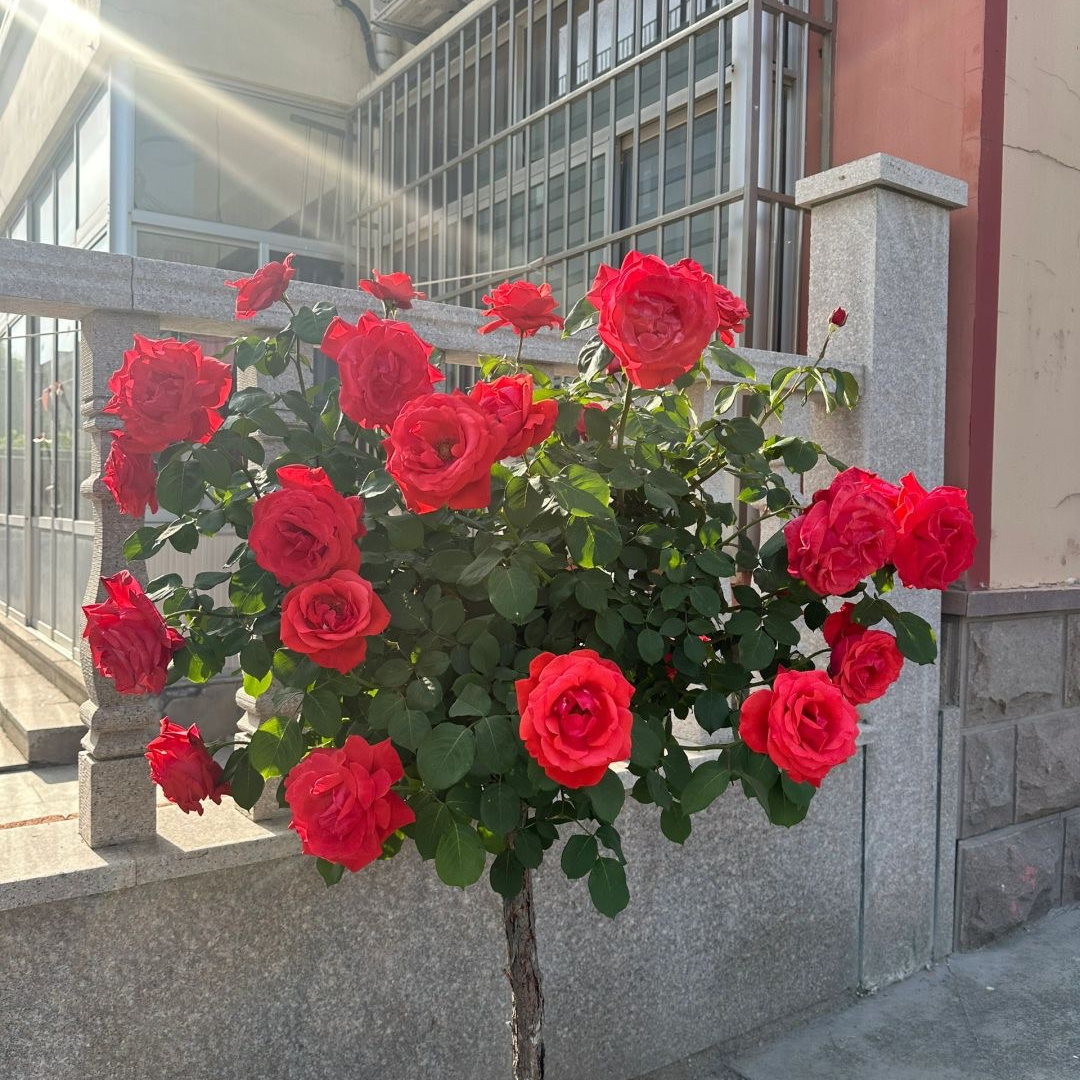 盆栽地栽阳台绿植庭院好种好养活