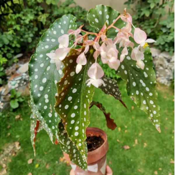 【好养爆花推荐】粉旗鱼秋海棠ins风网红盆栽室内创意观叶绿植爆盆