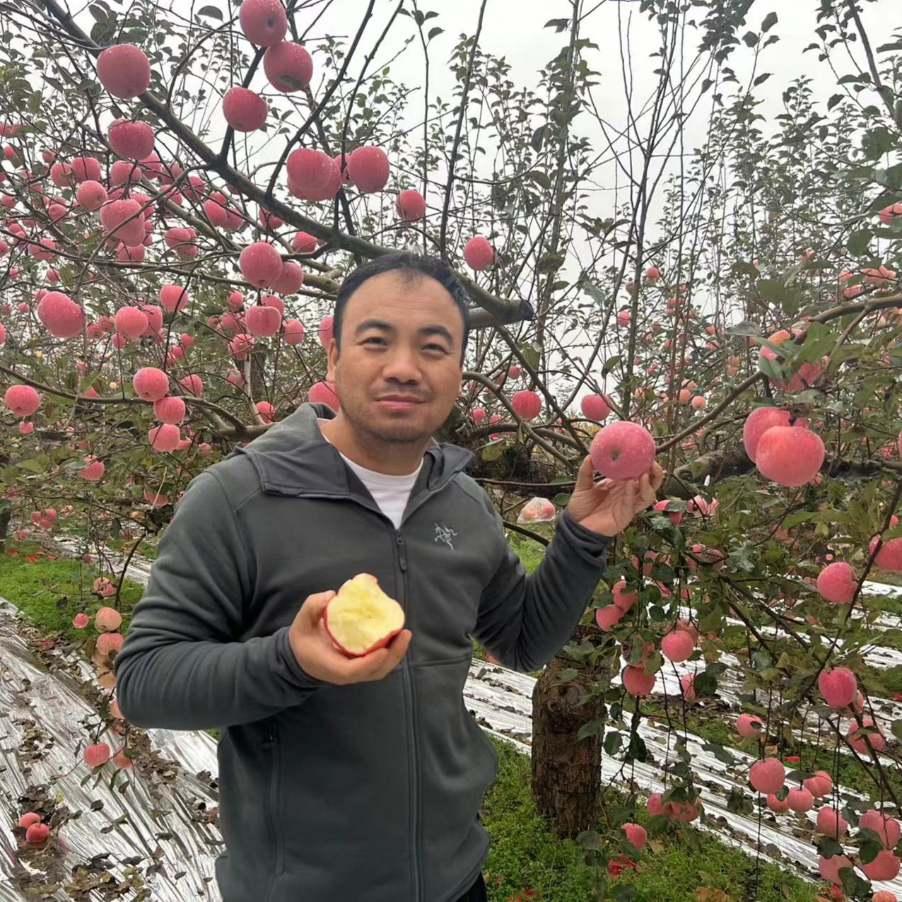 三宝爸 6斤装 正宗陕西洛川苹果 纯甜无渣好吃