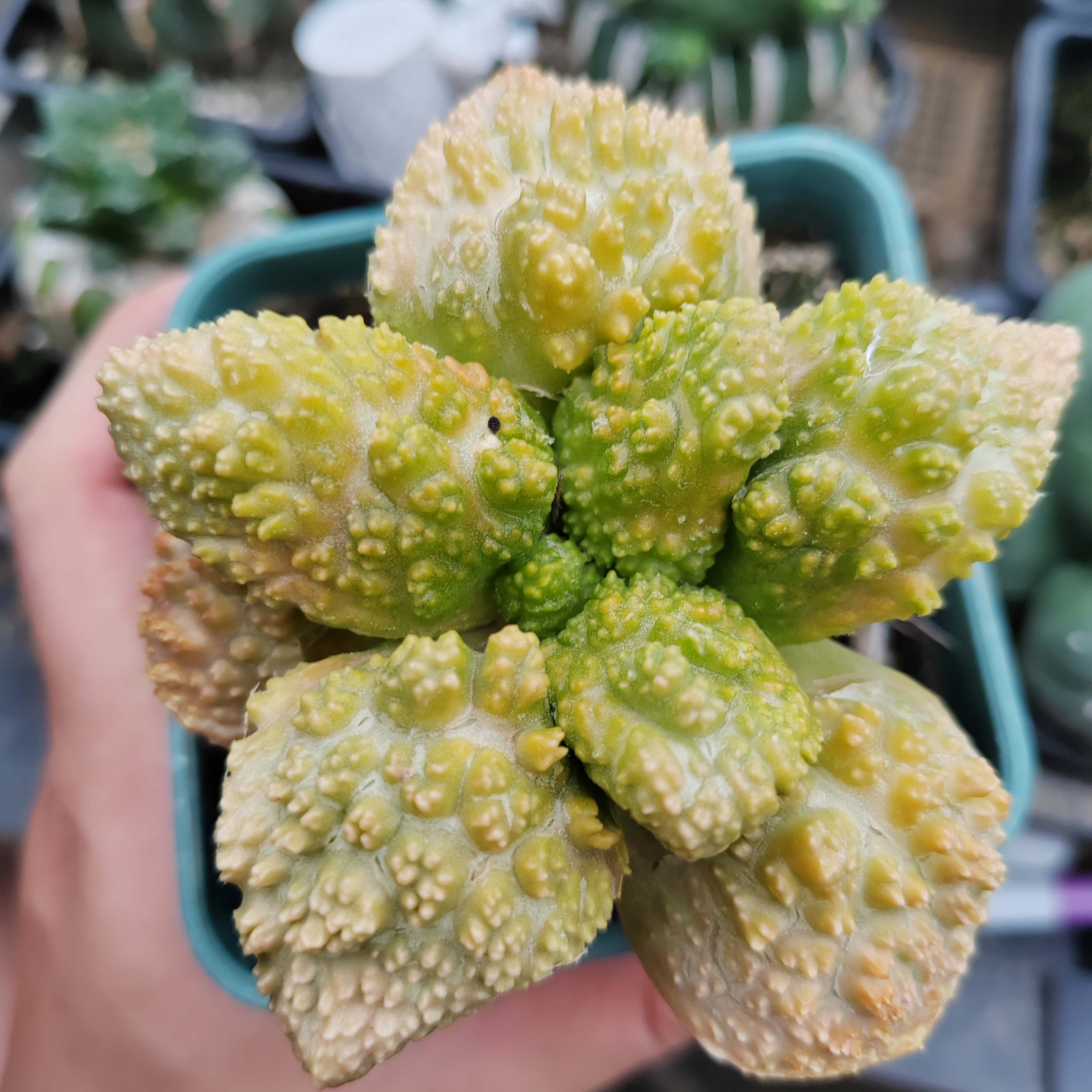哥斯拉苗接仙人球