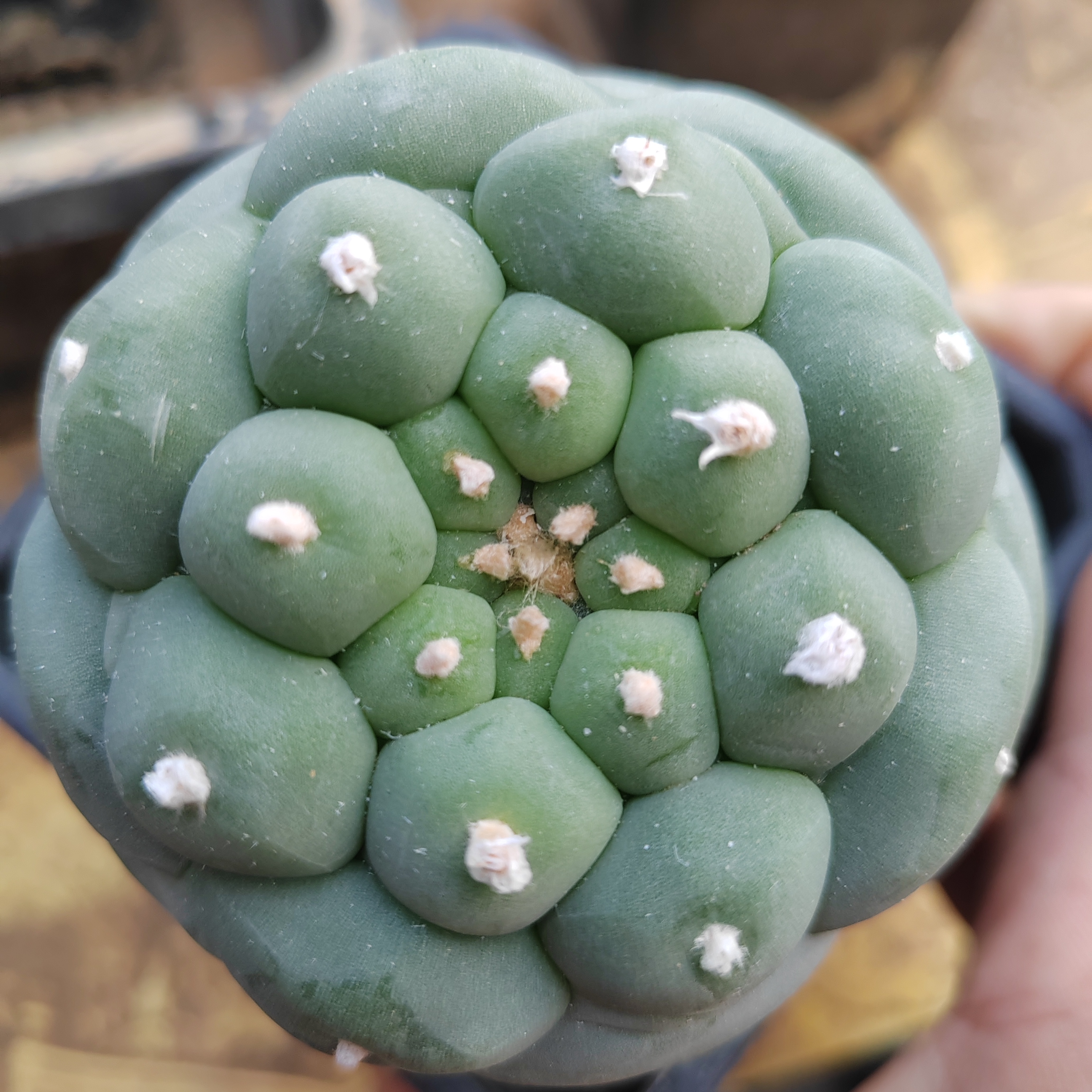 苗接仙人球6.8公分