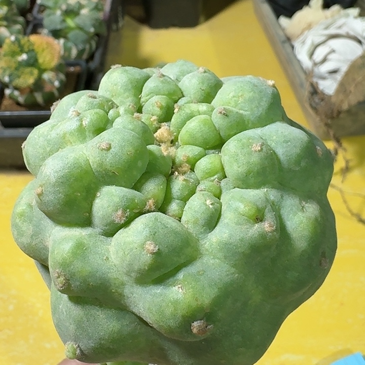 仙人球侧芽8公分184