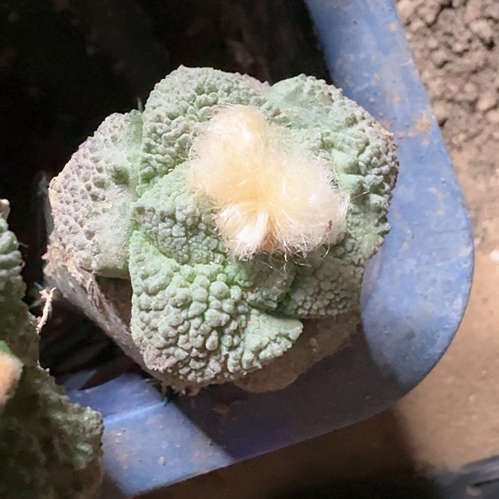 袖普接哥斯拉4公分