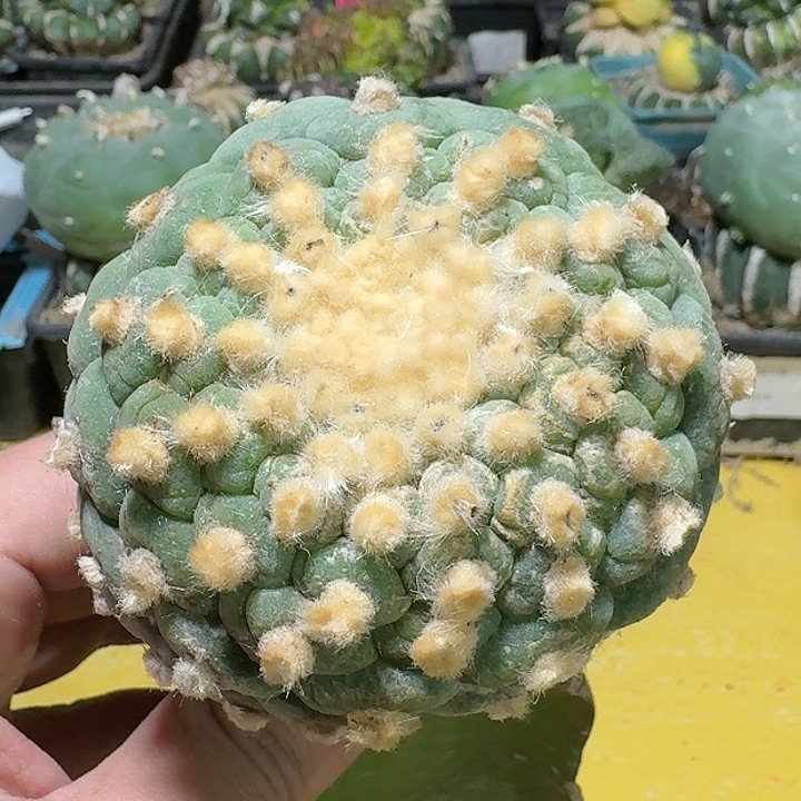 仙人球一代侧芽7.8公分1083