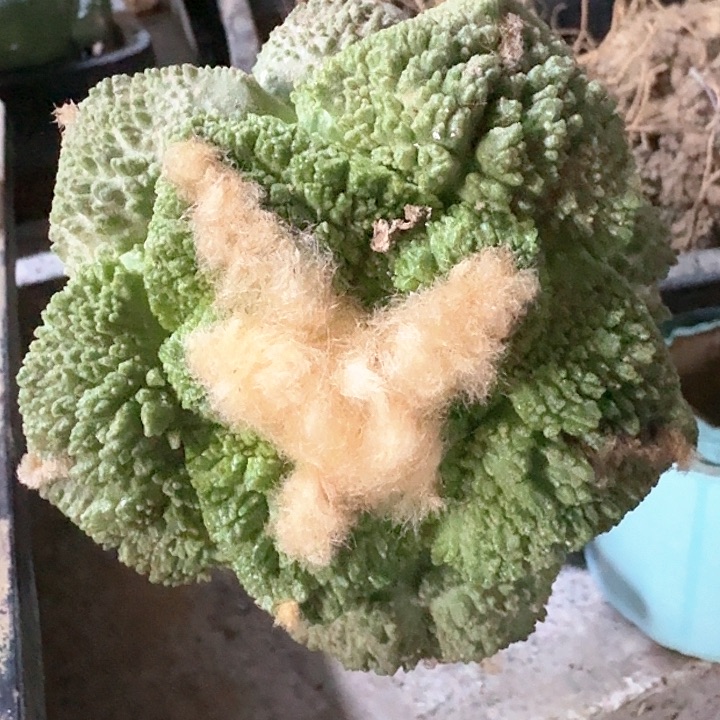 袖普接龟甲8公分