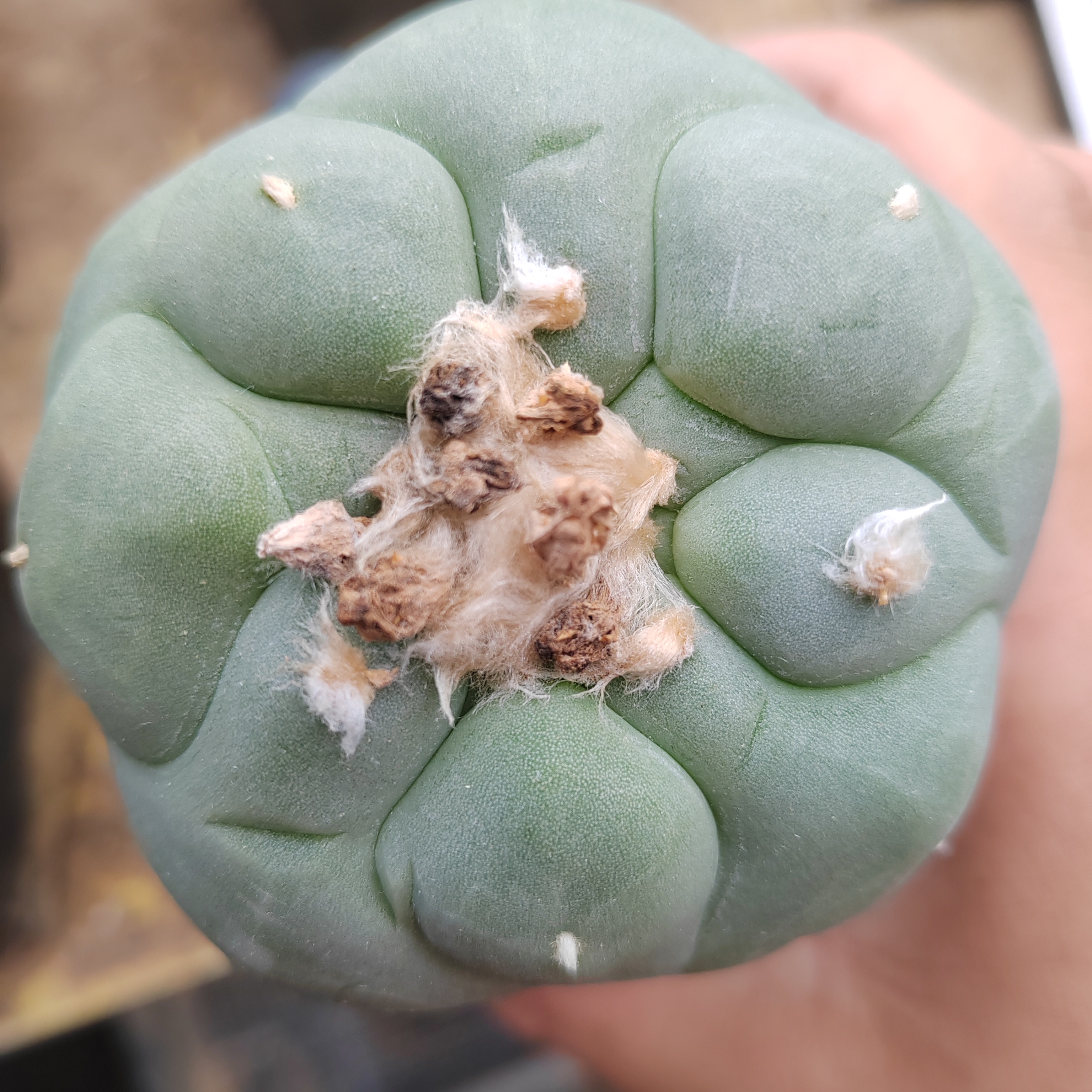 苗接仙人球7公分