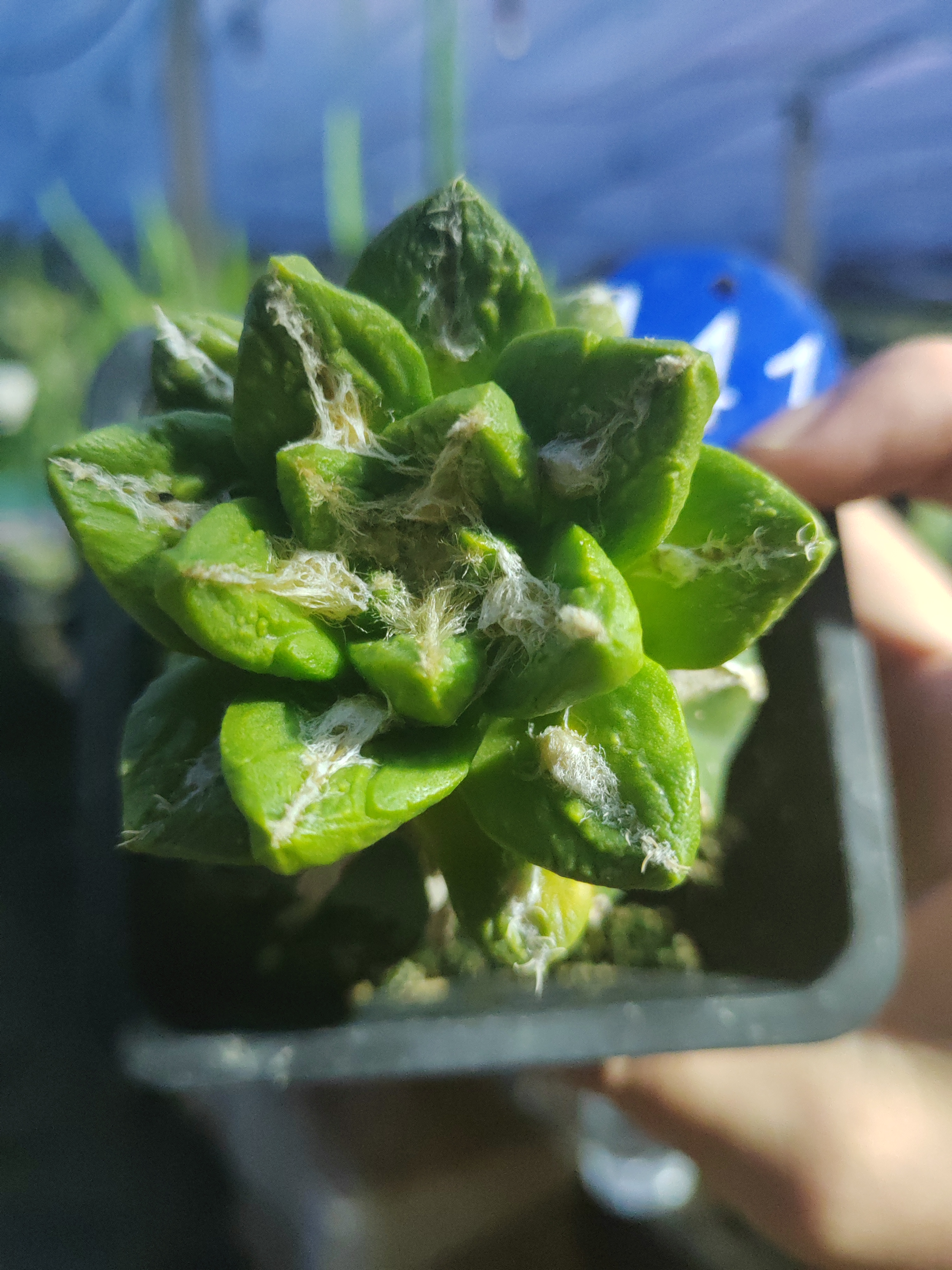 苗接仙人球花锦141