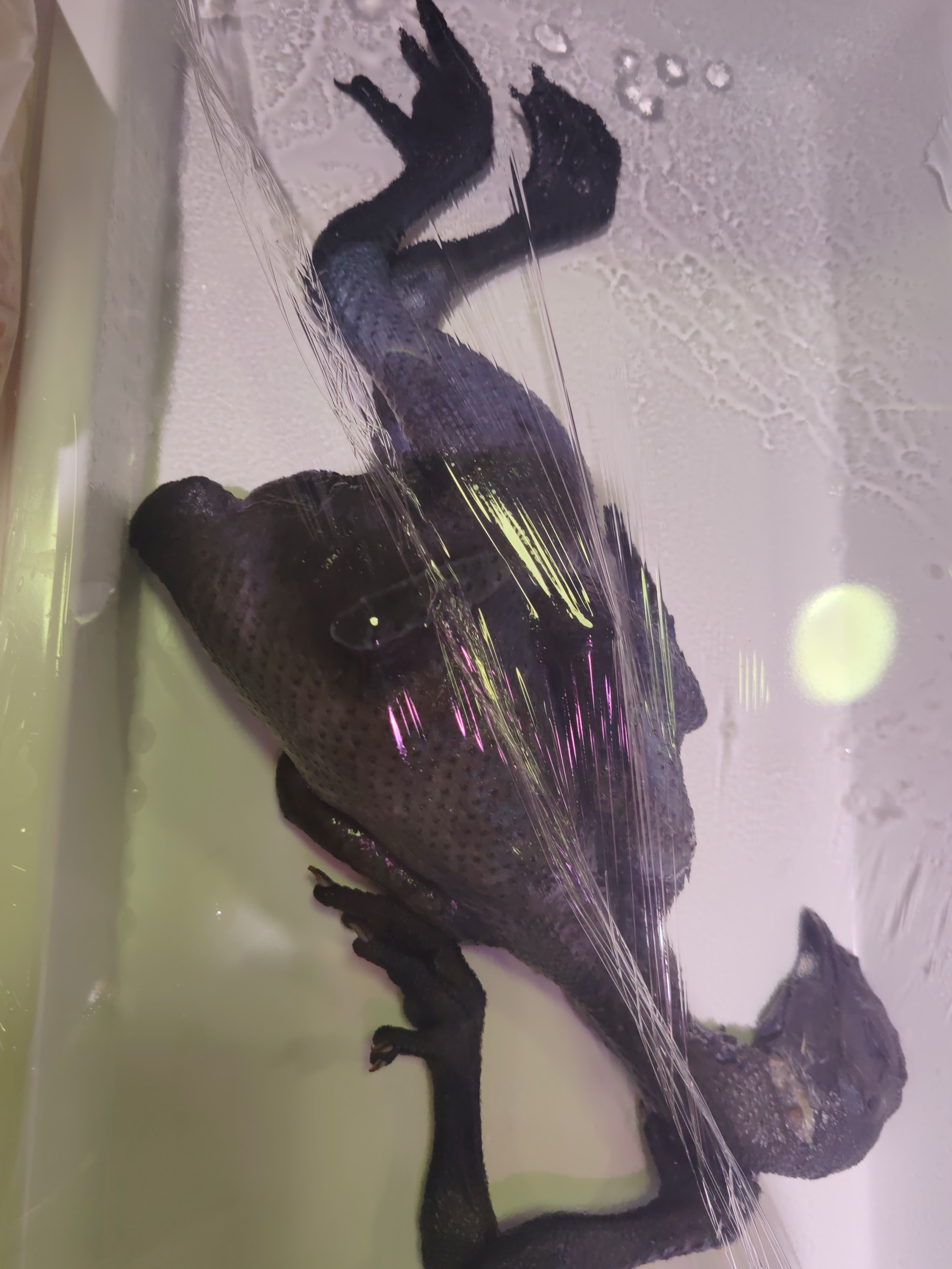 宠粉乌鸡