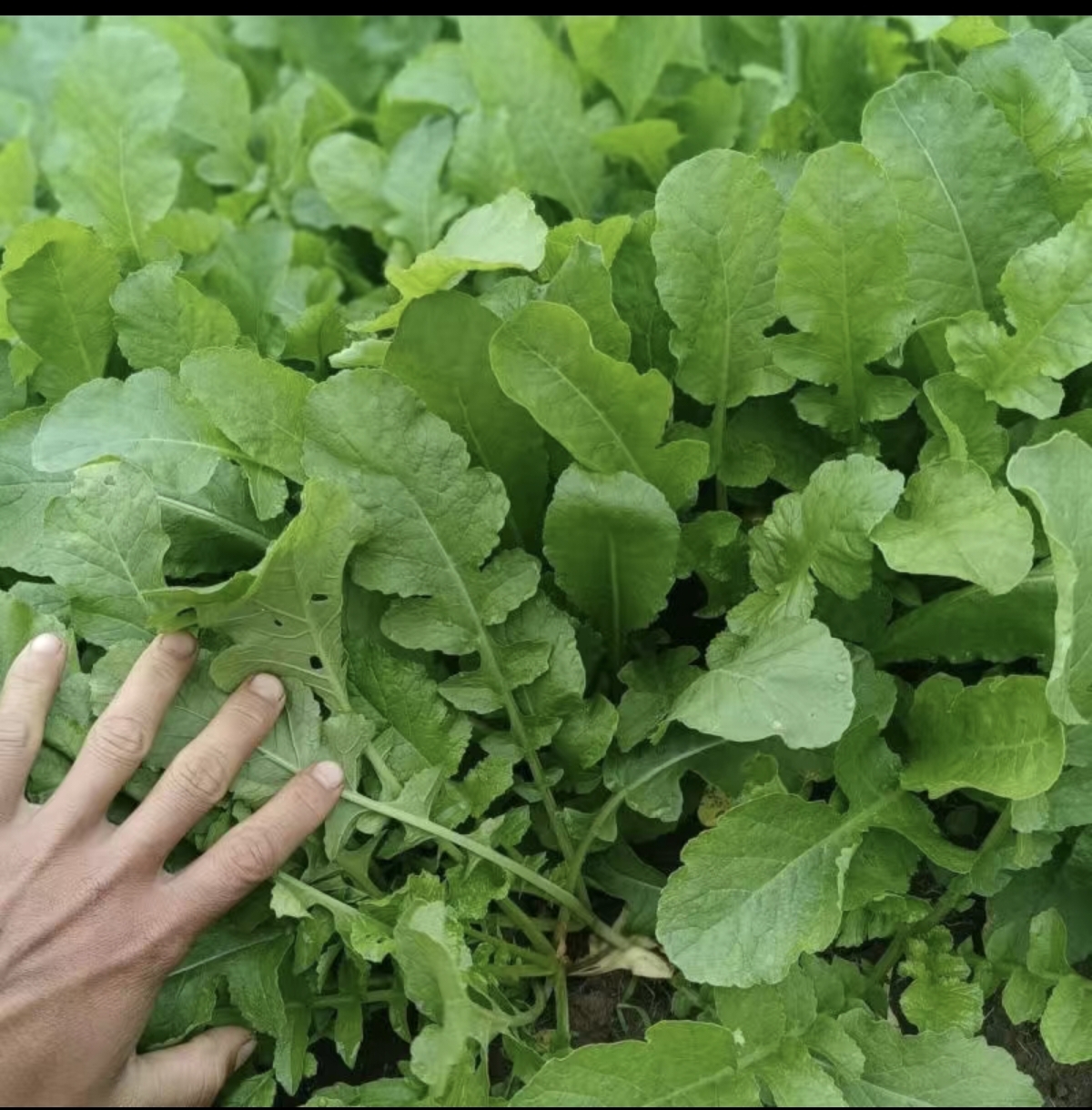 萝卜菜 400g±20g 1把/份