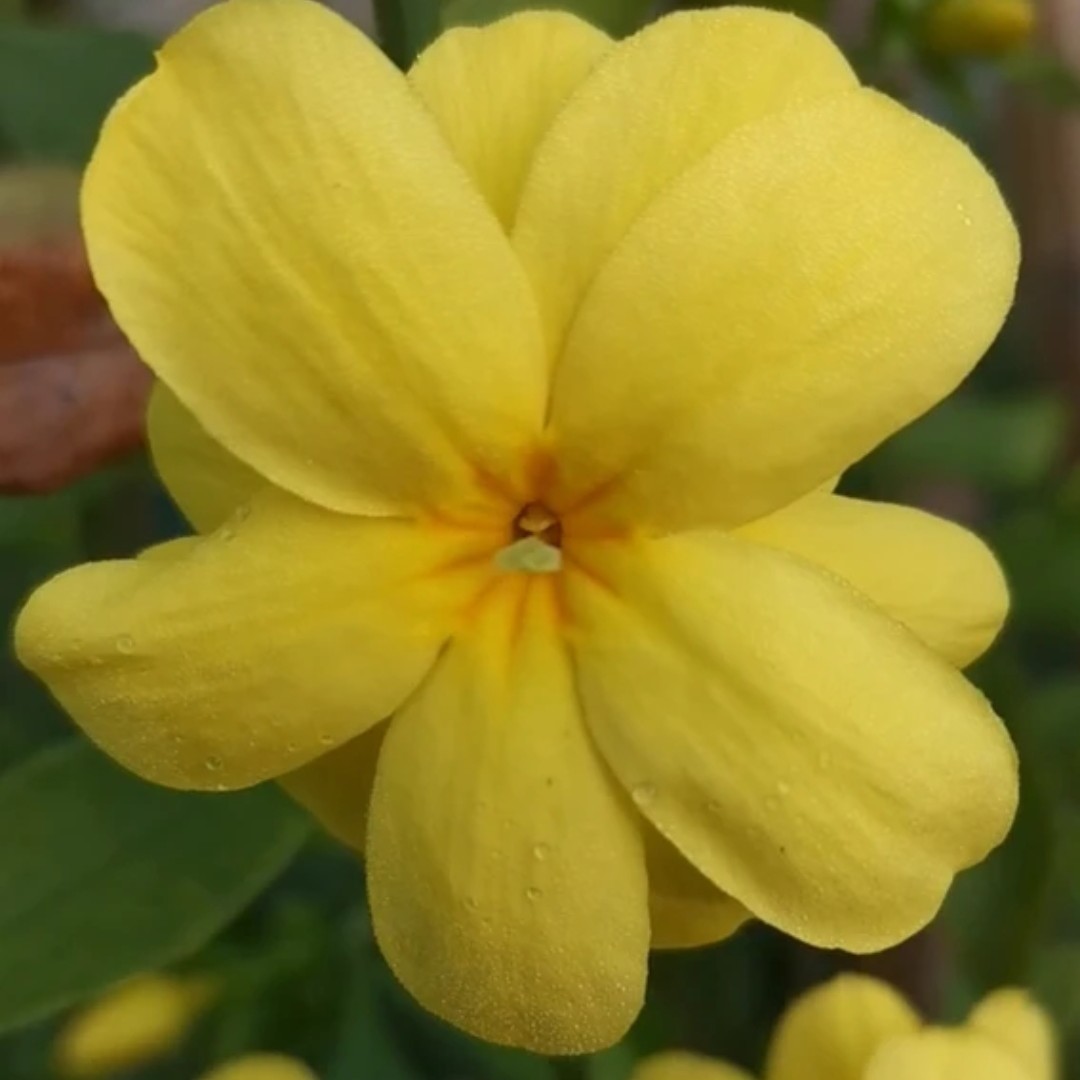 黄素馨探春花，金玉牡丹探春花福利局探春花一物一拍