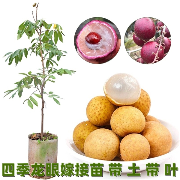 龙眼树苗桂圆特大石硖储良四季嫁接果苗当年结果盆栽阳台南方种植