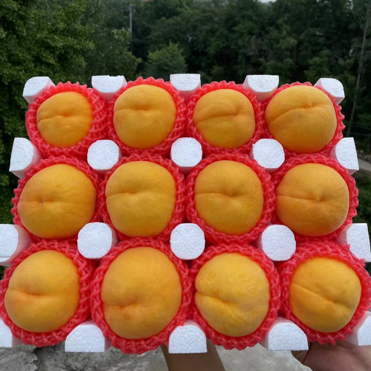 山东蒙阴黄桃金黄后黄金蜜黄毛桃黄肉桃子应季果园直发2斤/4.5斤