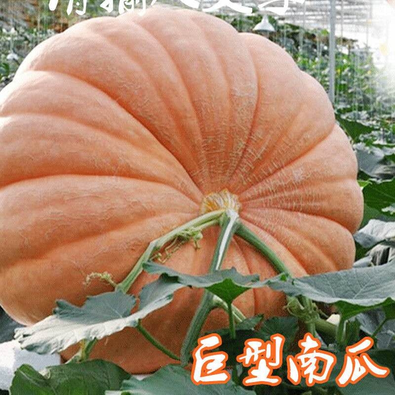 测试不发货  蔬果种子