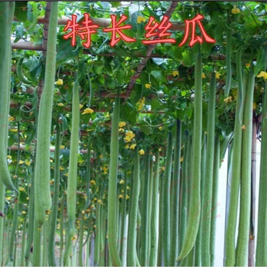 【特长丝瓜种子】高产早熟蛇形丝瓜种子小院蔬菜可盆栽丝瓜肉丝瓜商品图
