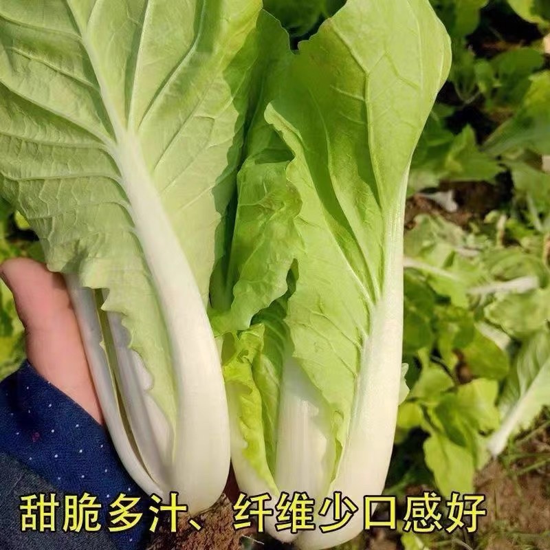 四季奶油快菜种子小白菜菜籽速生快菜种子阳台盆栽