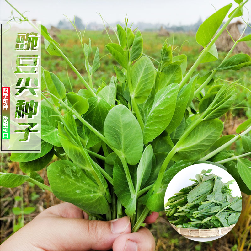 【四季豌豆尖】种子阳台四季可种植盆栽花盆火锅热炒凉