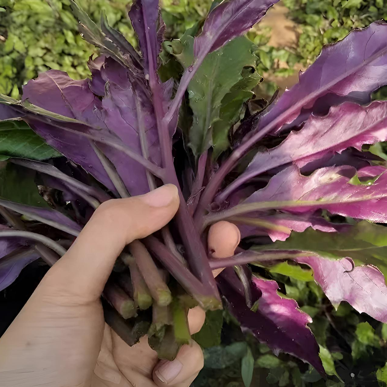 血皮菜种子紫背菜营养家庭小院盆栽地栽种植